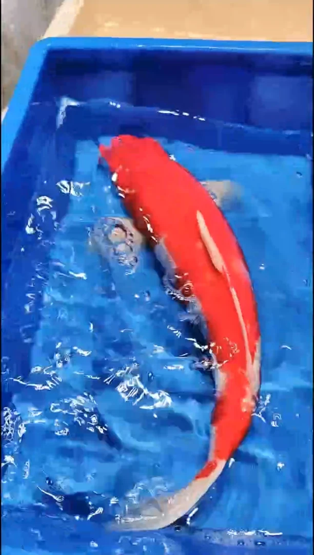 【闪购商品】锦鲤淡水公母搭配11