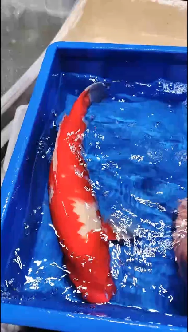 【闪购商品】锦鲤淡水公母搭配11