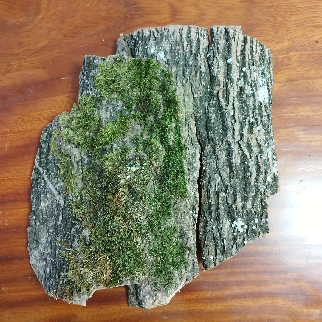 云乡土特产 【杜仲】云南山货
