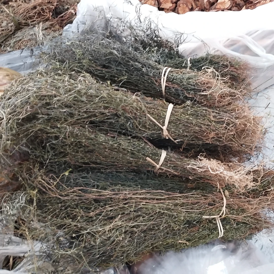 云乡土特产 【赶集土特产百花～舌草】云南枸杞农家农产品云南干货