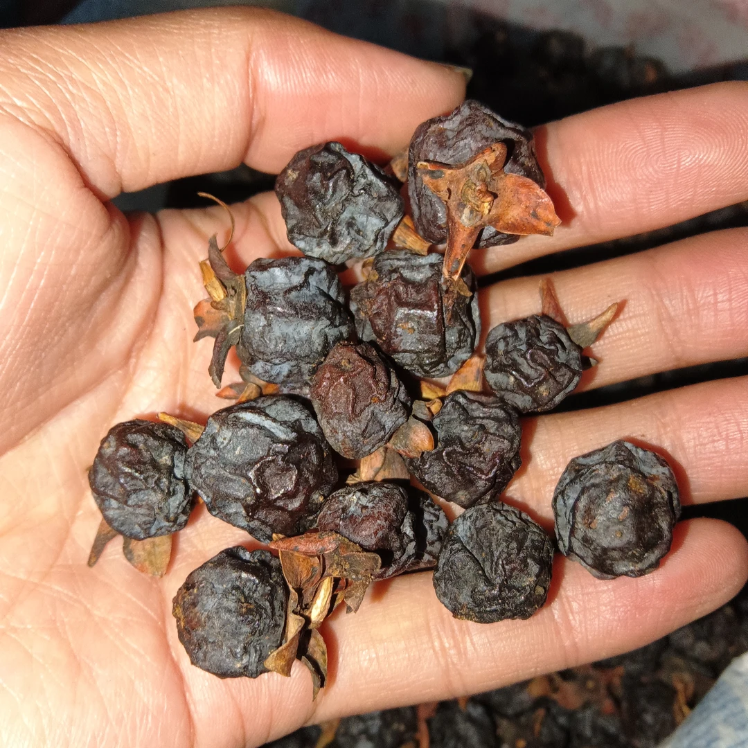 云乡土特产 【小~市~子】云南干货农家农产品云南干货卯