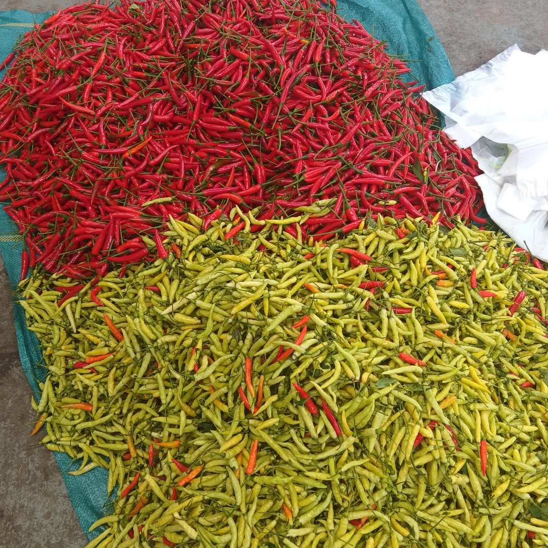 云乡土特产【小~米辣椒】