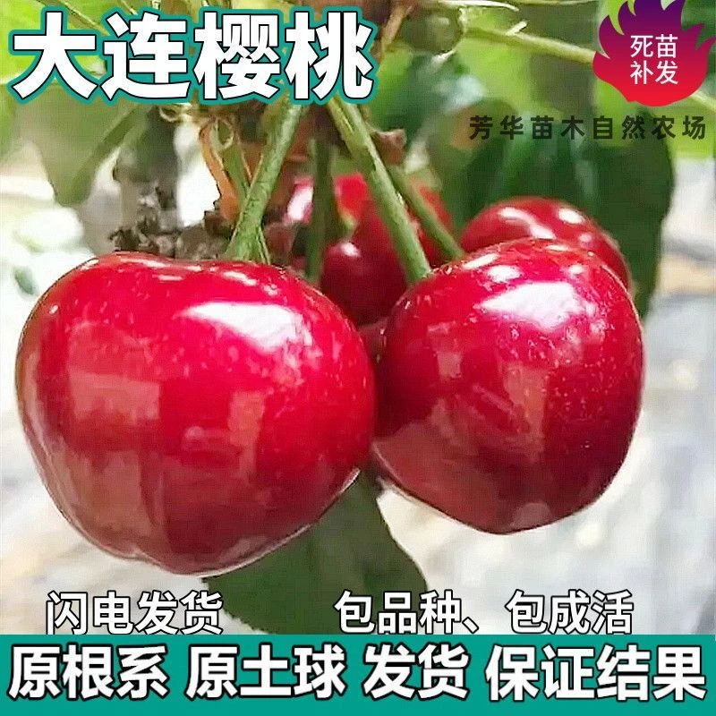 大连樱桃苗南北方地栽车厘子树苗盆栽特大嫁接樱桃果树苗当年结果