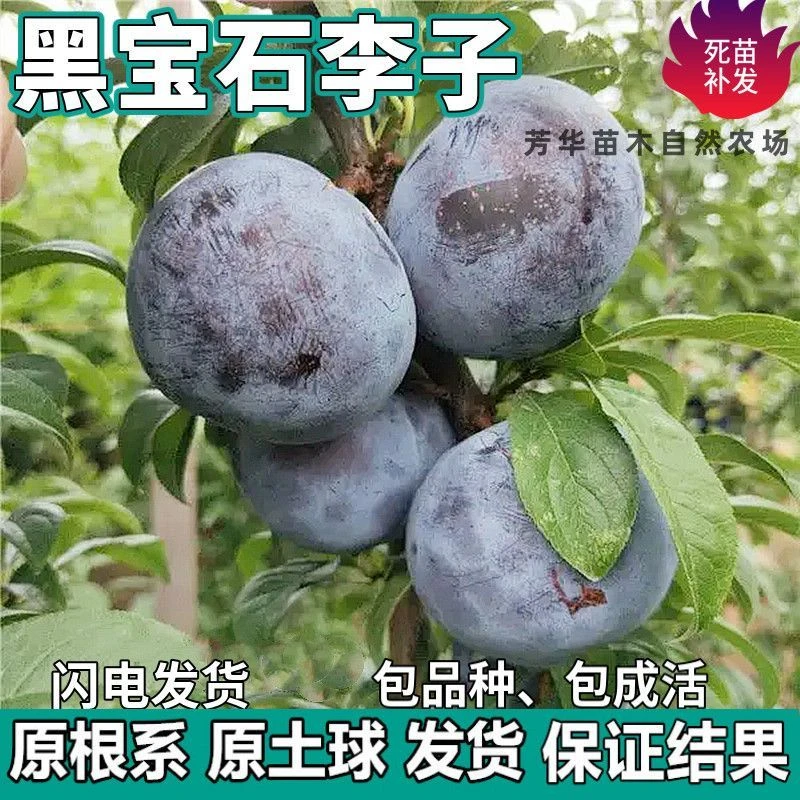 黑宝石李子果树苗南北方地栽庭院阳台盆栽种植大果嫁接苗当年结果