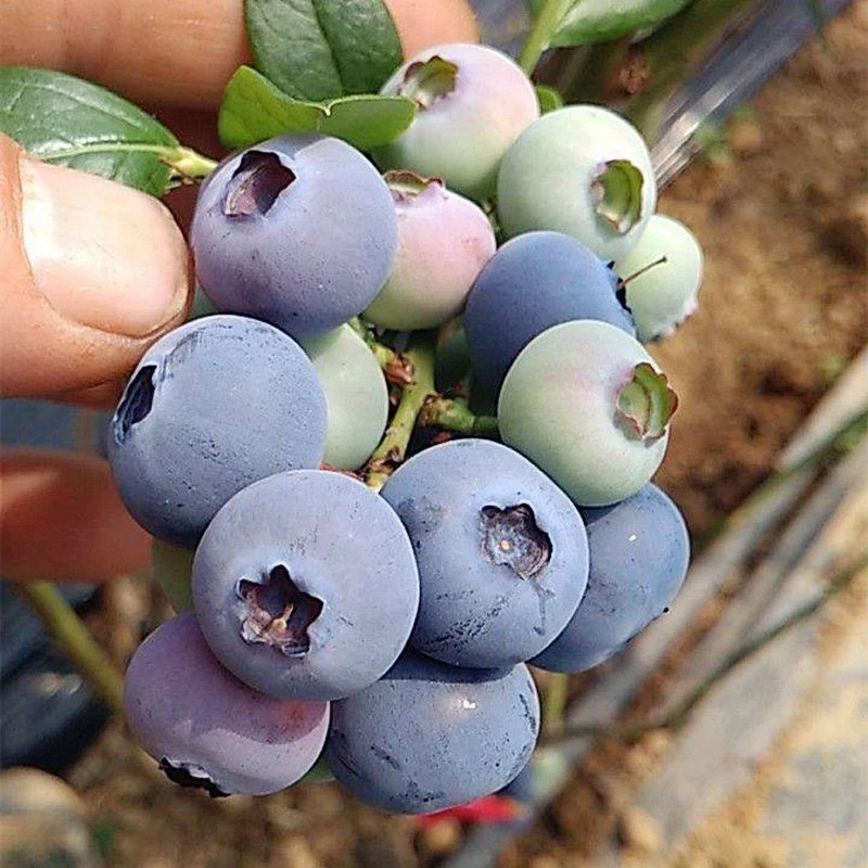 杜克蓝莓果树苗庭院地栽阳台盆栽南北方种植树苗带土包活当年结果