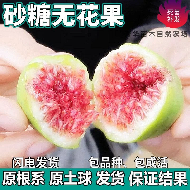 砂糖无花果树苗南北方庭院地栽盆栽种植特大果嫁接果树苗当年结果