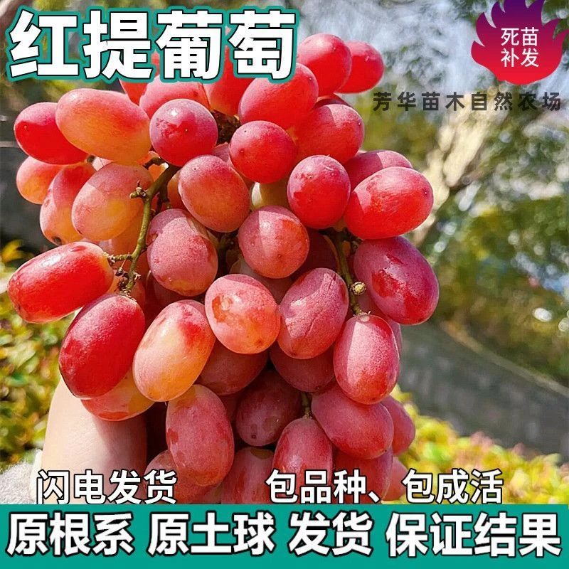 红提无核葡萄树苗庭院盆栽地栽无籽嫁接果树苗南北方种植当年结果