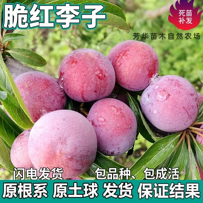 脆红李子果树苗南北方地栽庭院阳台盆栽种植特大果嫁接苗当年结果