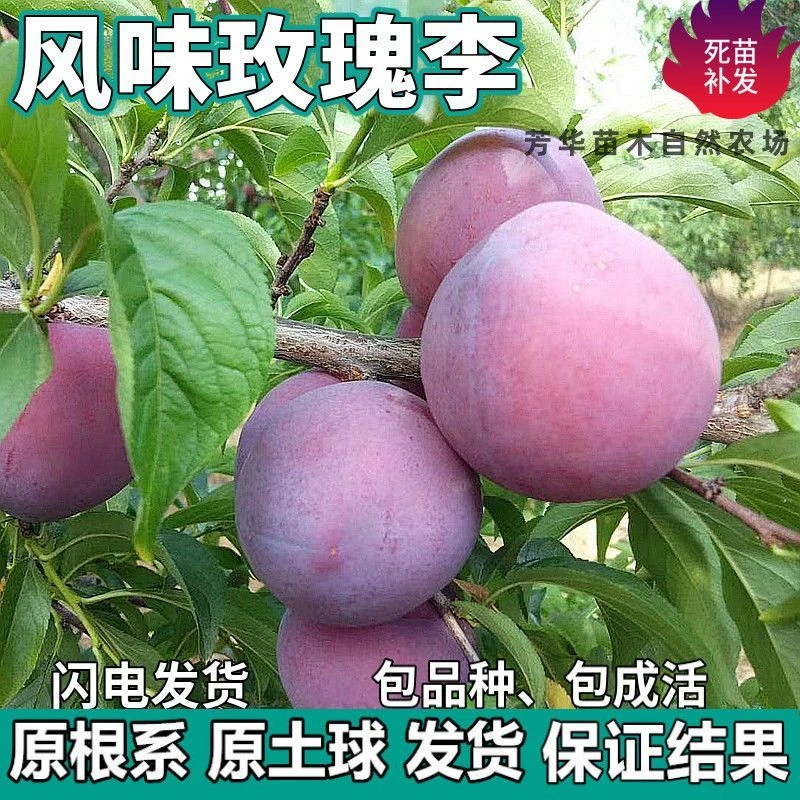 风味玫瑰李果树苗南北方地栽庭院阳台盆栽种植嫁接李子苗当年结果