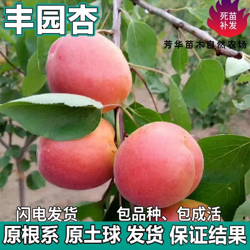 丰园杏树苗南北方地栽种植特大嫁接红杏子果树苗盆栽树苗当年结果