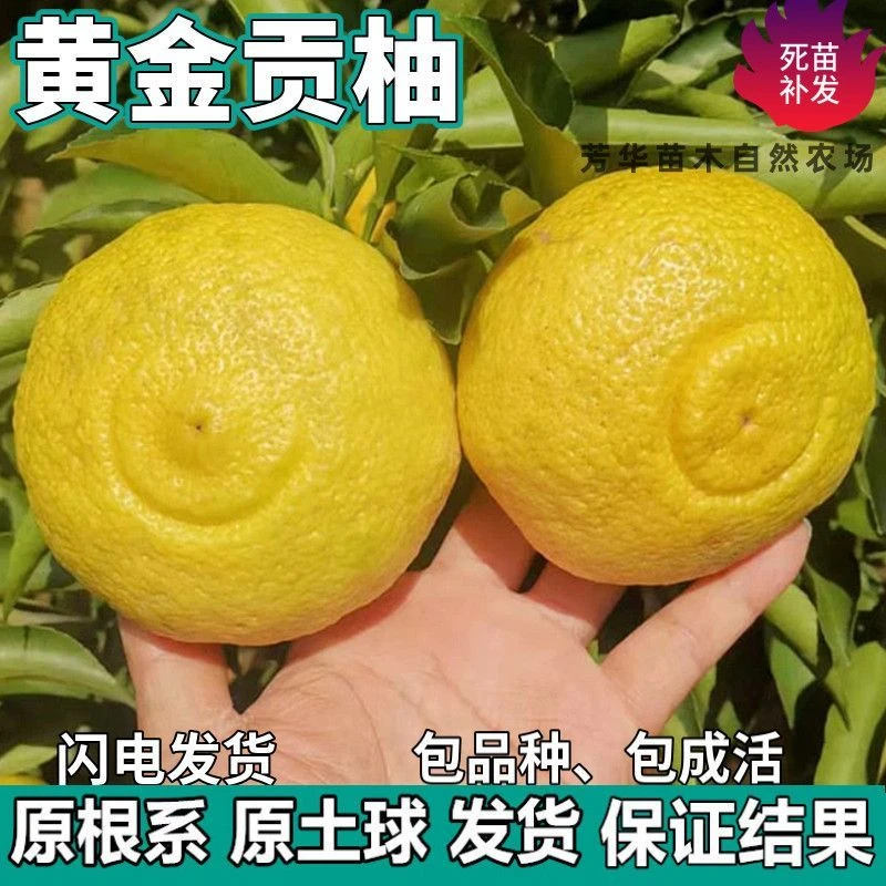 黄金贡柚苗树南北方庭院春香柚特大果树苗盆栽嫁接柚子苗当年结果