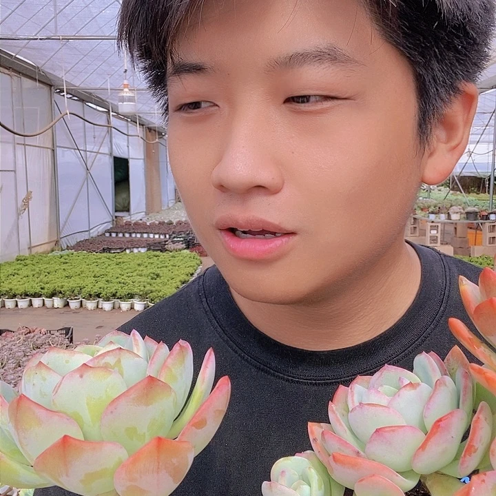 白月光整桩老桩特价