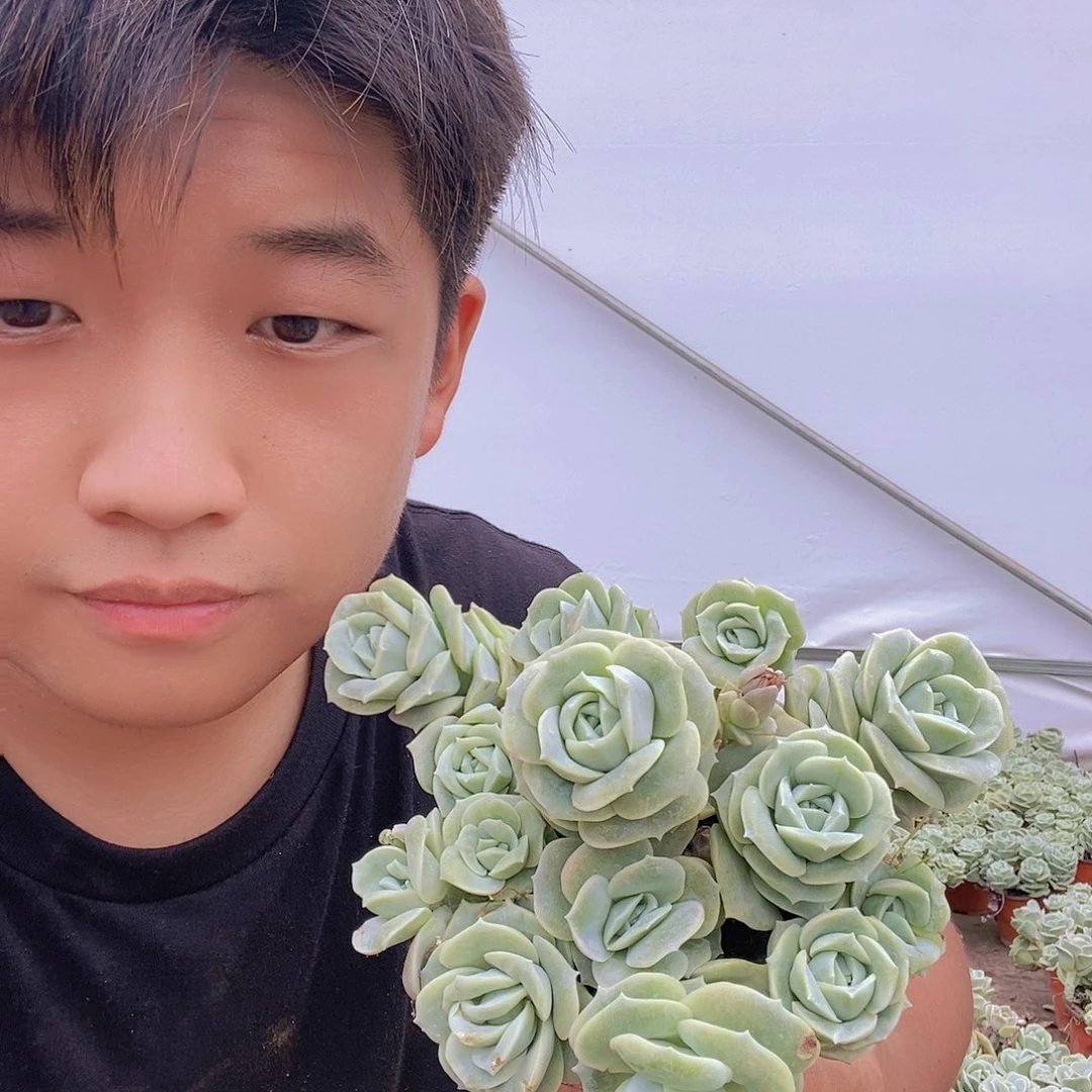 可爱玫瑰带盆土特价