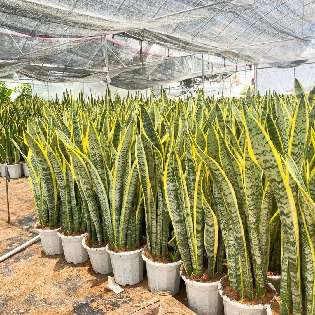 金边虎皮兰大盆栽客厅去甲醛新房绿植室内大型植物办公室好养易活