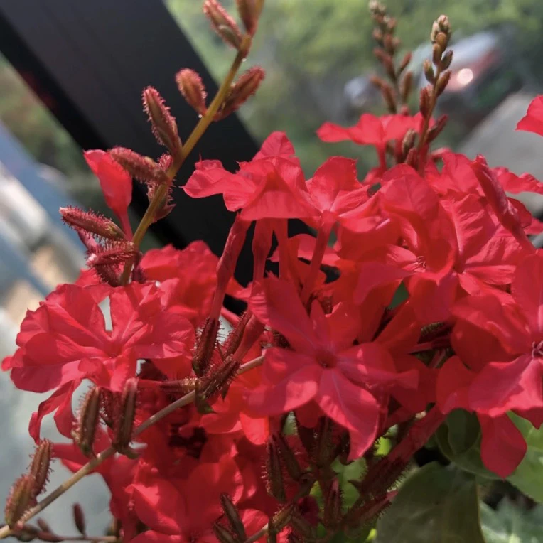 红色红雪花苗耐热长势快多年生室外阳台庭院植物易养蓝雪花白雪花