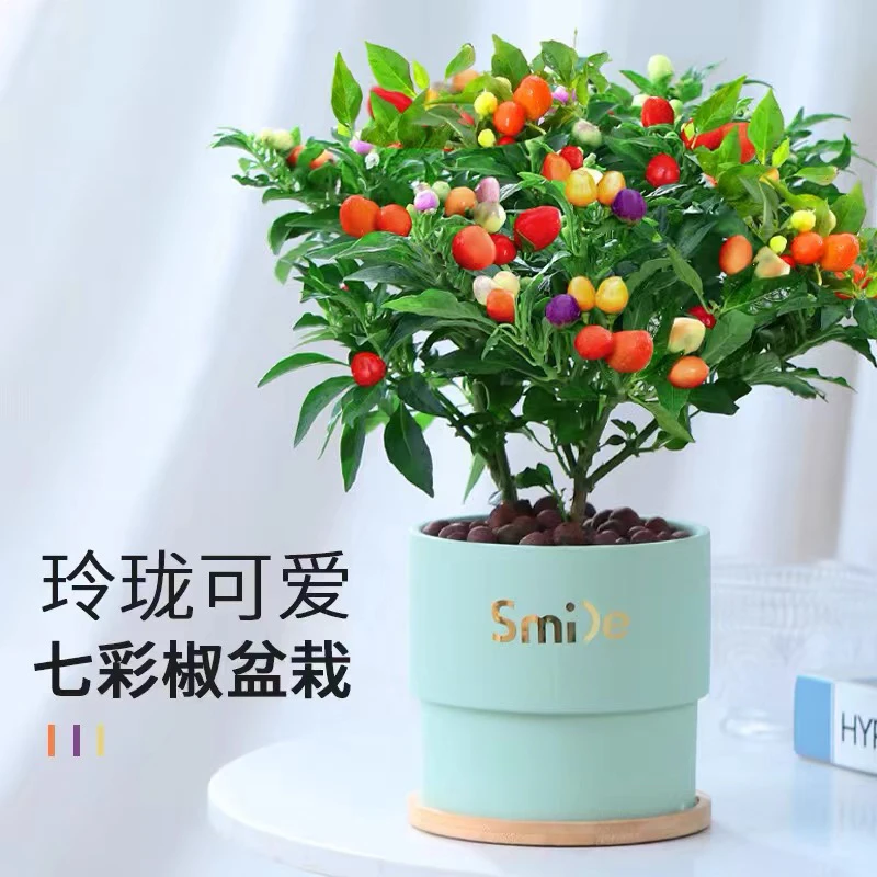 七彩椒盆栽树苗带果可食用新鲜多色造景五彩椒朝天椒阳台花卉绿植