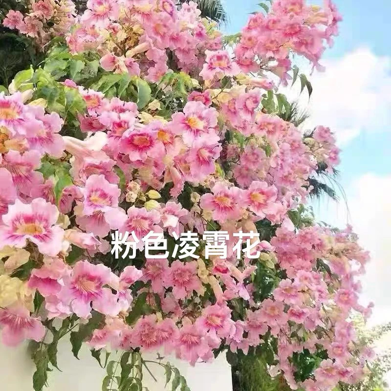 凌霄花苗爬藤植物大苗室内阳台室外庭院花园四季开花好养植物花卉