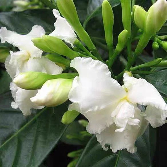 小叶栀子花飘香四溢老桩阳台开花溢带花苞浓香型四季常青绿植盆栽