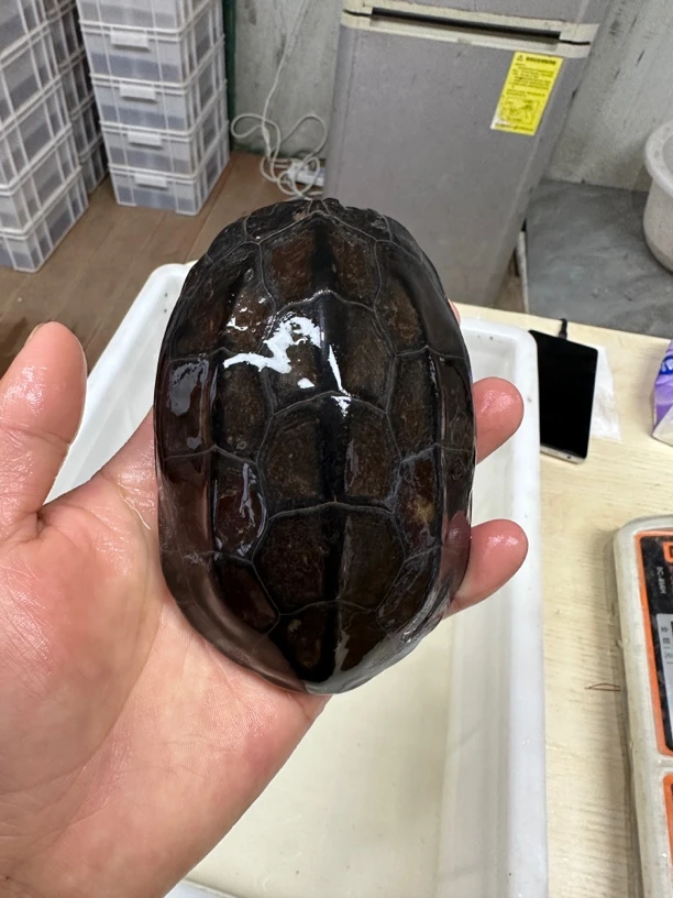 墨龟养殖 家宅宠物观赏首选