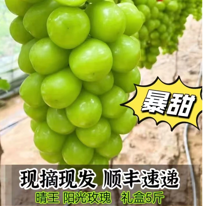 【大果】【顺丰包邮】阳光玫瑰无籽葡萄纯甜颗粒饱满爆汁精品现摘现发