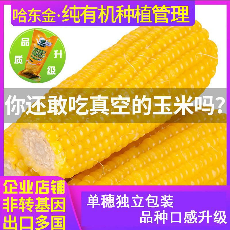 哈东金四重有机营养鲜糯玉米棒非转基因新鲜香甜黏粘精选苞米东北