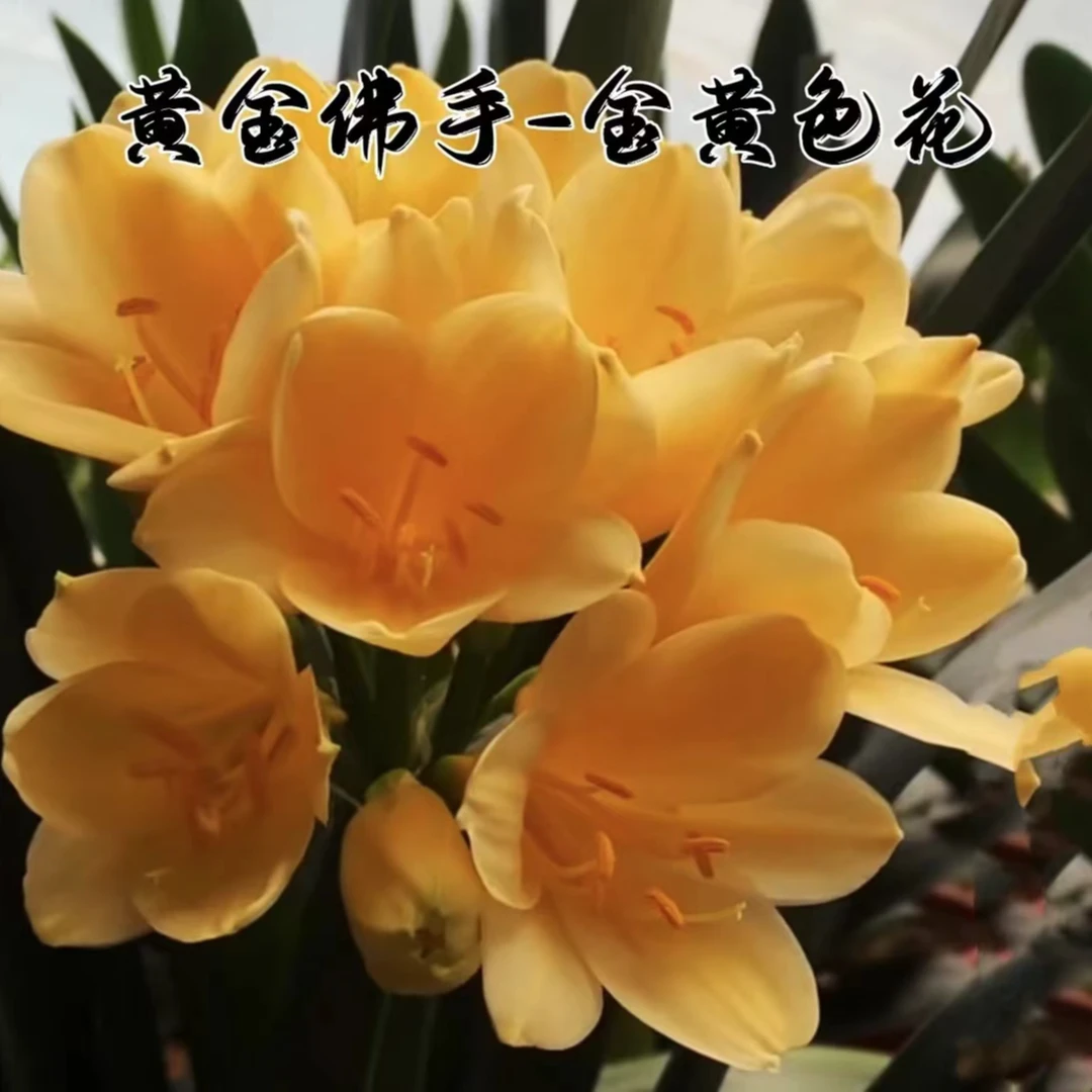 金玉满堂君子兰高端绿植