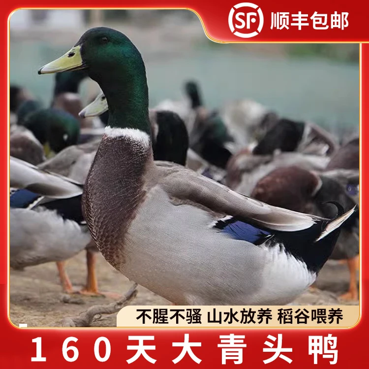 广西青头鸭农家散养160天手工拔毛肉质紧实运输宰杀保鲜美味包邮