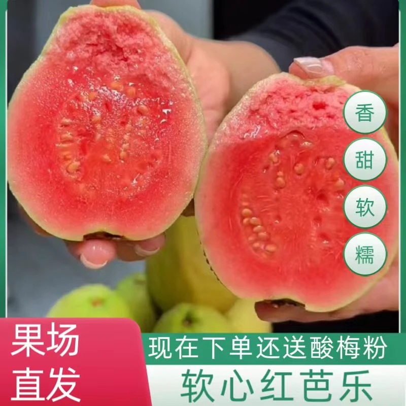 广西红心番石榴芭乐红番石榴口感香甜好吃老树上采摘产地果园种植