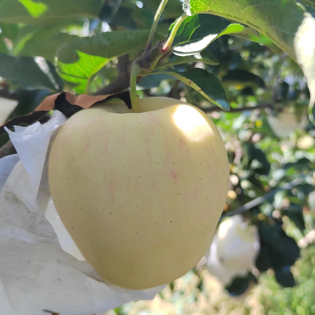 永辉农场美味苹果4.8斤一箱