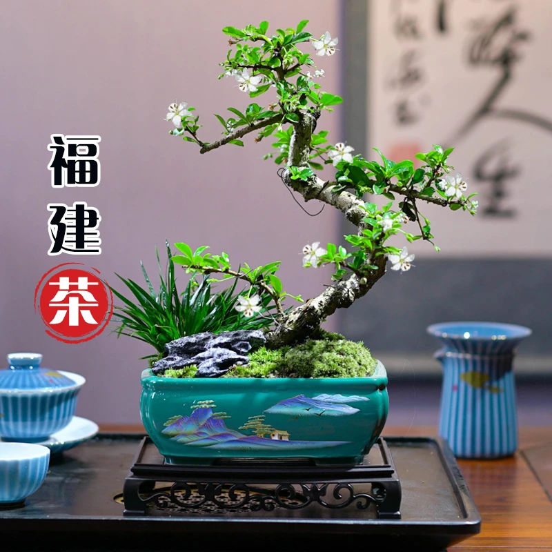 福建茶盆栽造型好养室内盆景办公室桌面小植物中式禅意风栽培美观