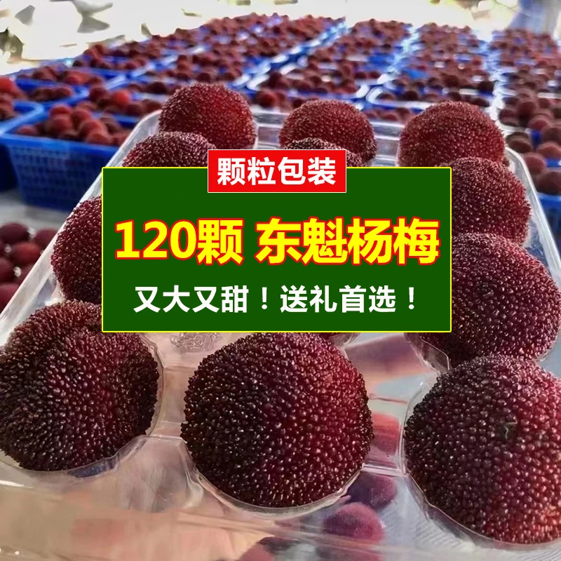 【120颗颗粒包装】正宗仙居杨梅东魁杨梅现摘现发应季孕妇新鲜水果