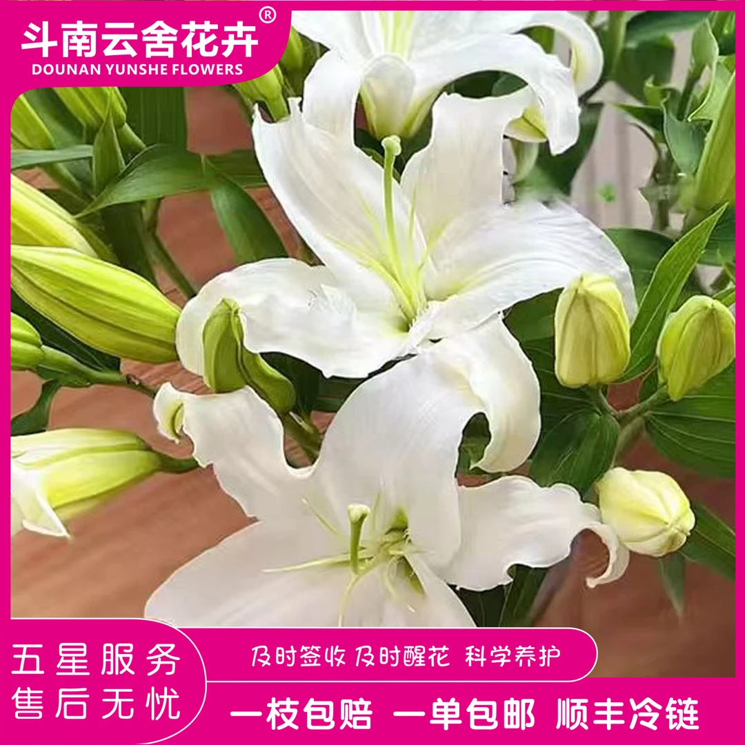 西伯利亚-白色香水百合-斗南云舍花卉鲜花材基地直发顺丰冷链包邮