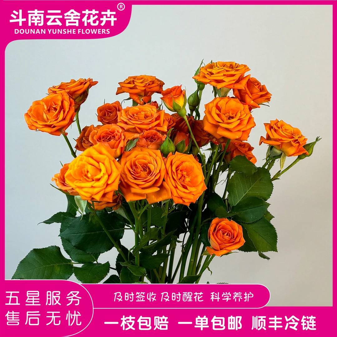 橙色芭比多头玫瑰-斗南云舍花卉-鲜花材基地鲜切现发顺丰冷链包邮