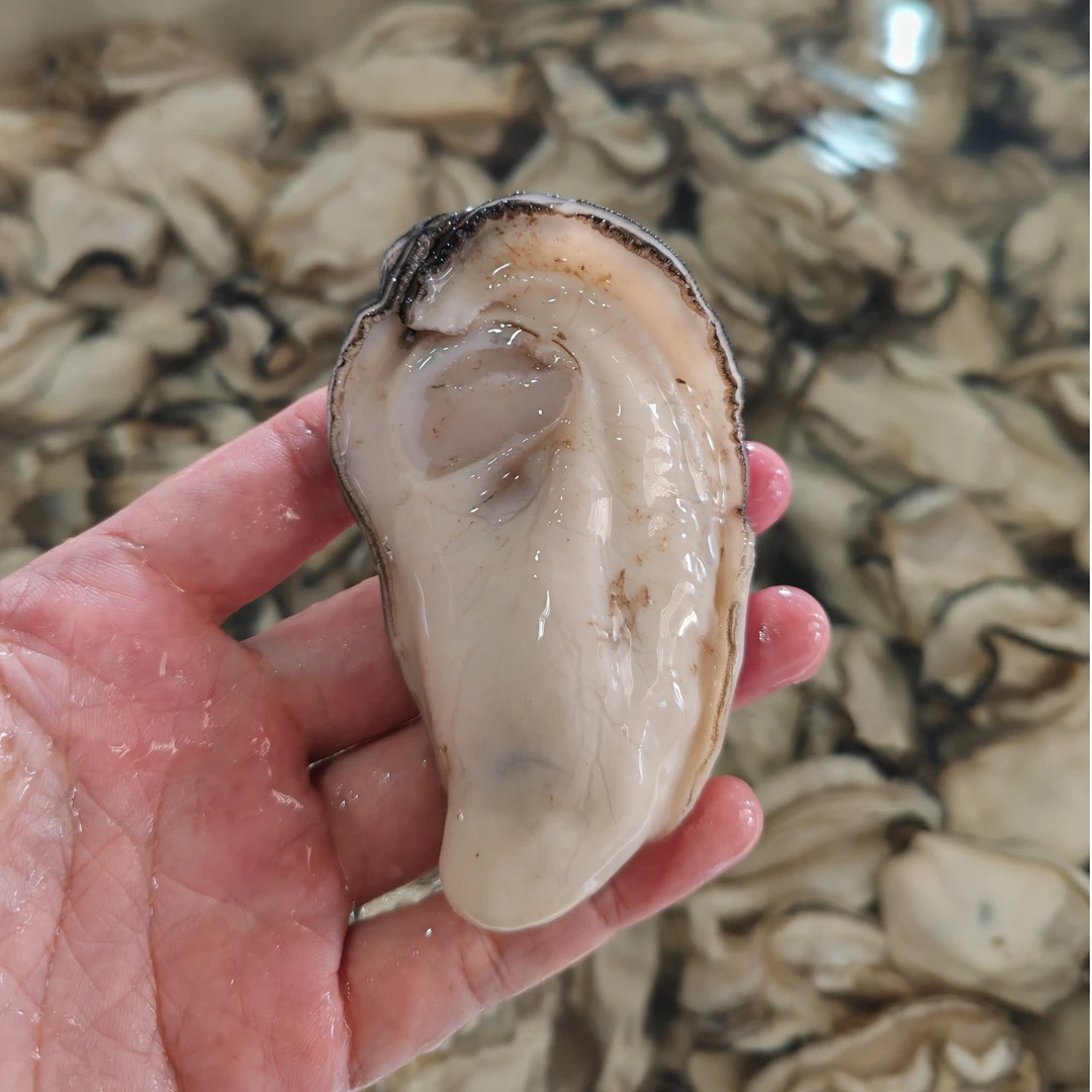 【程村白蚝】中大蚝 脆蚝 肉厚（鲜美无比）
