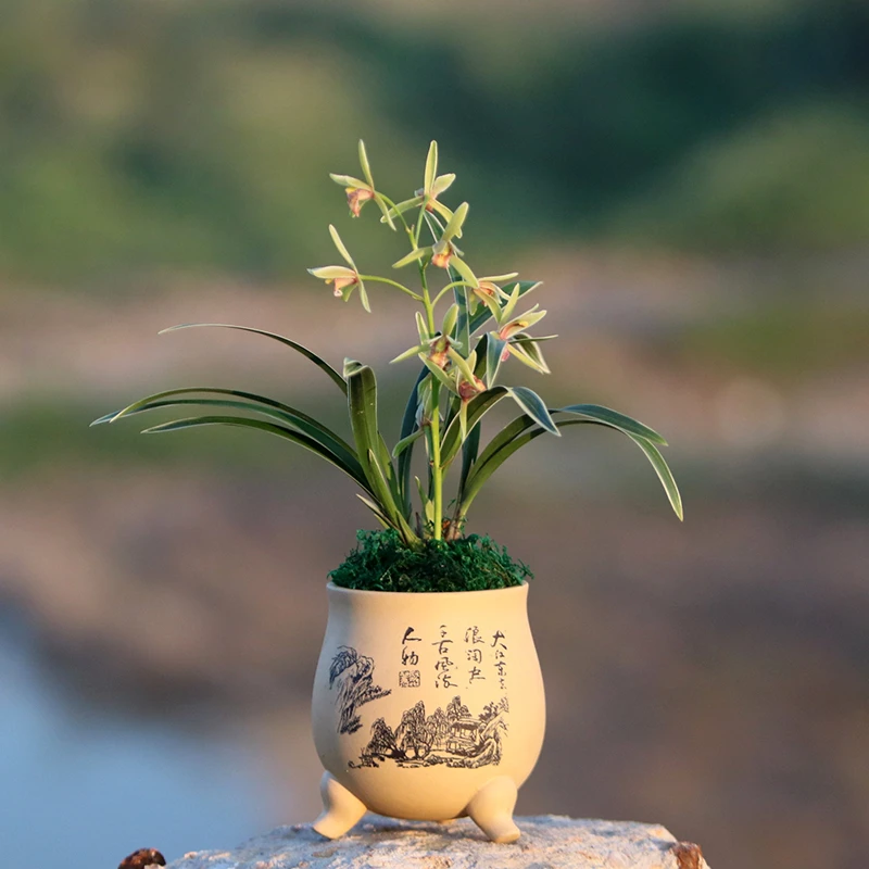 兰花苗建兰四季兰 金边大果冠 浓香型花卉办公室内绿植盆栽好养