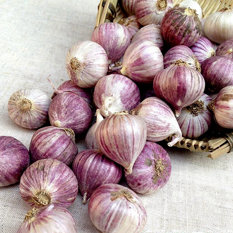 泡蒜小独蒜独头蒜蔬菜蒜头干蒜紫皮蒜新挖特大蒜独头大蒜1斤辛辣