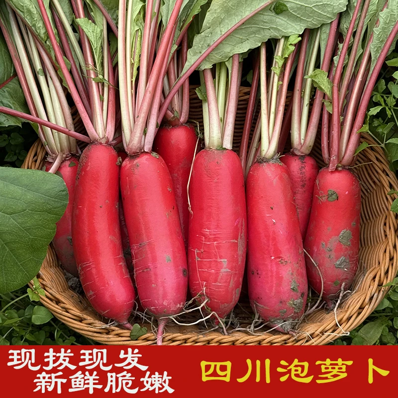 四川泡萝卜红萝卜现挖新鲜红萝卜红皮白肉泡菜小萝卜食用包邮