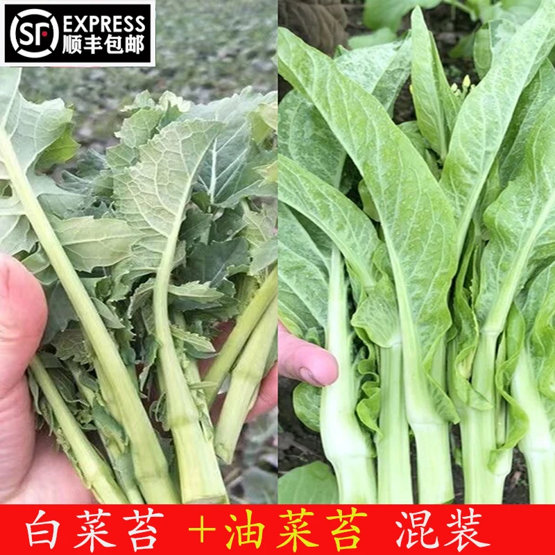 顺丰包邮！四川新鲜白菜苔+油菜苔蔬菜组合混合装各一半发货
