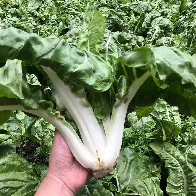 新鲜牛皮菜飘儿白农家应季厚皮菜新鲜瓢儿菜农家自种包邮