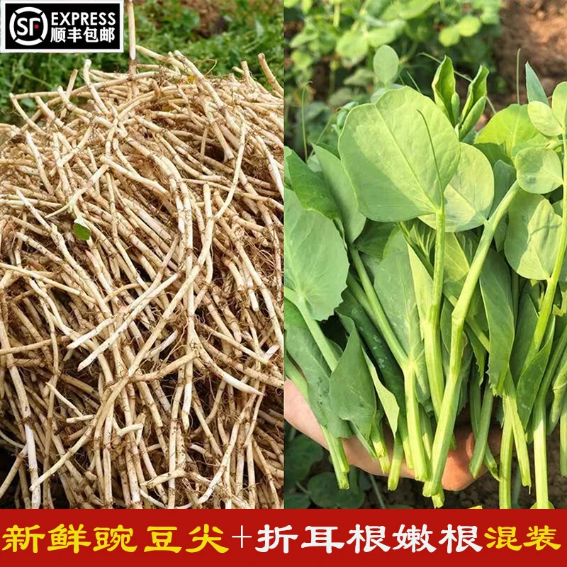 顺丰包邮！四川新鲜豌豆尖+折耳根嫩根蔬菜组合混合装各一半发货
