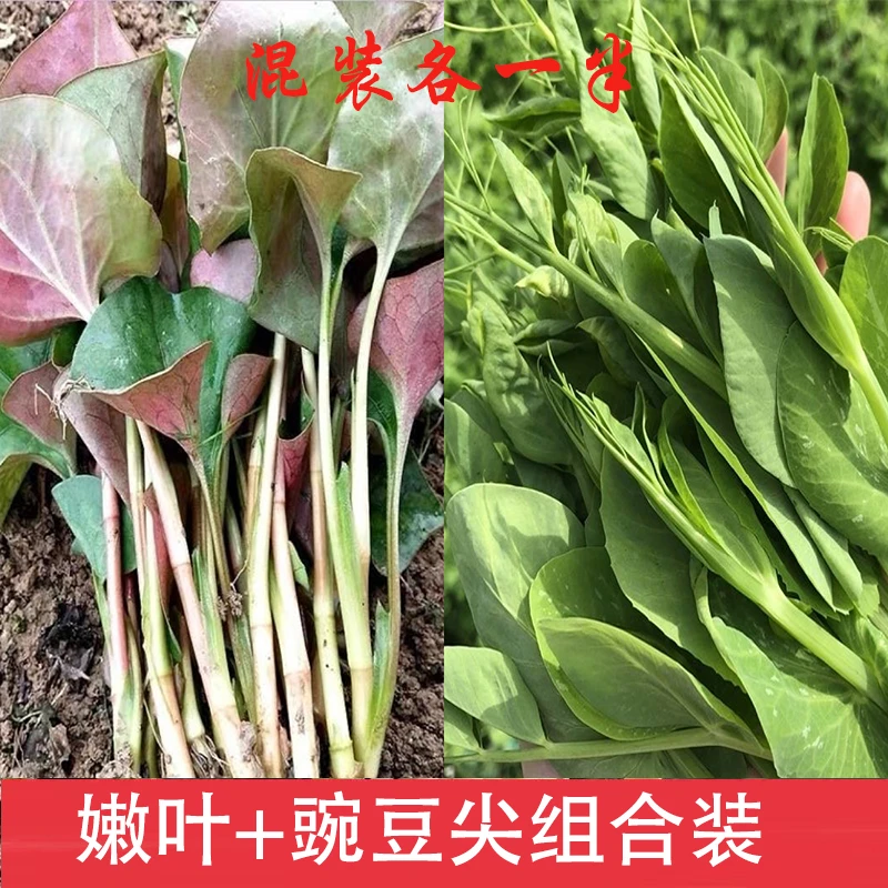 顺丰包邮！现挖折耳根叶子+豌豆尖四川特产组合装各一半包邮