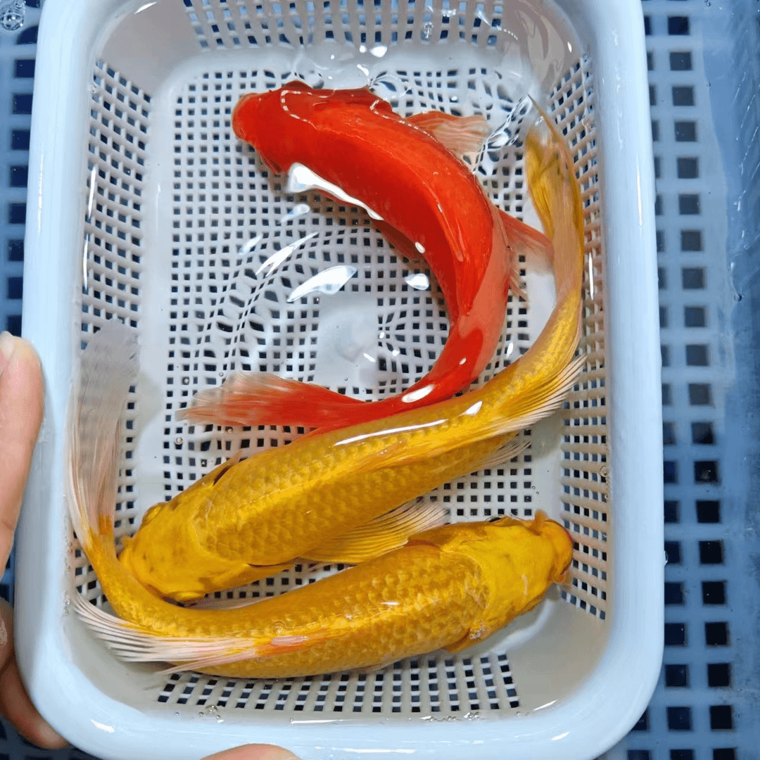 【包邮 共3条】15-18cm 2黄1红草 观赏鱼3号
