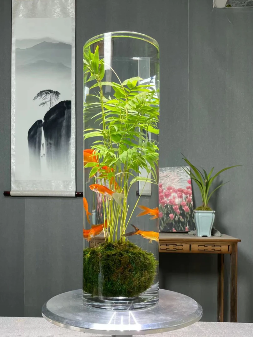 翡翠观音竹苔藓球水培款美观迷竹观音竹 水中贵族好养护花卉绿植