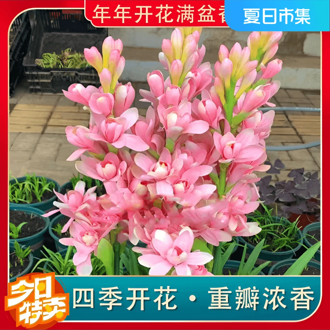 十芽！重瓣【晚香玉大种球】晚香玉四季开花多年生盆栽种球浓香花卉