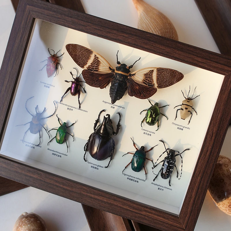 昆虫标本装饰摆件挂画收藏册组合款儿童教育知识科普大自然送礼物