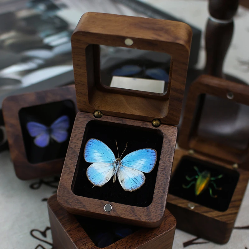优雅灰蝶真实大气标本展示盒胡桃木手作惊喜盒子创意饰品装饰摆件