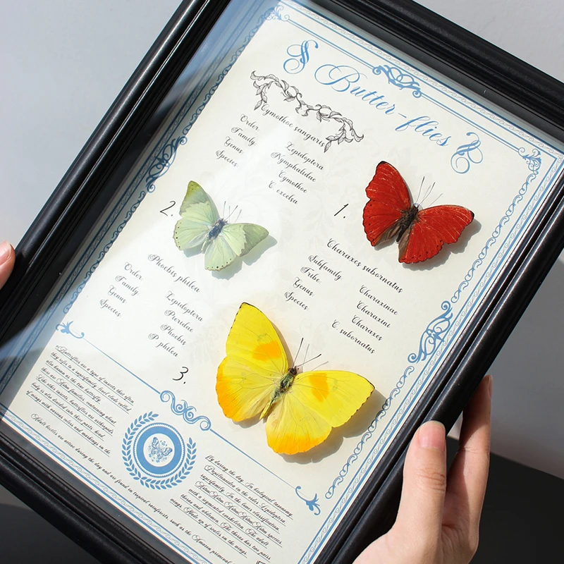 红黄绿三色真蝴蝶标本装饰画【A4黑色竖框】