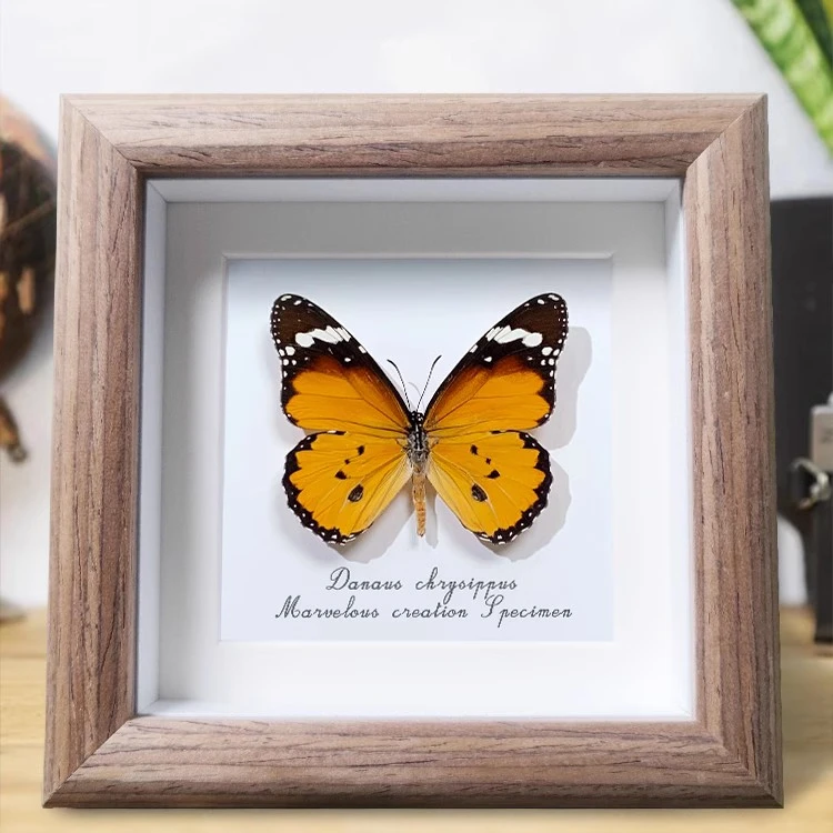 【宠粉好物】金斑蝶真蝴蝶标本暖居桌面摆件网红款简约设计实物礼物