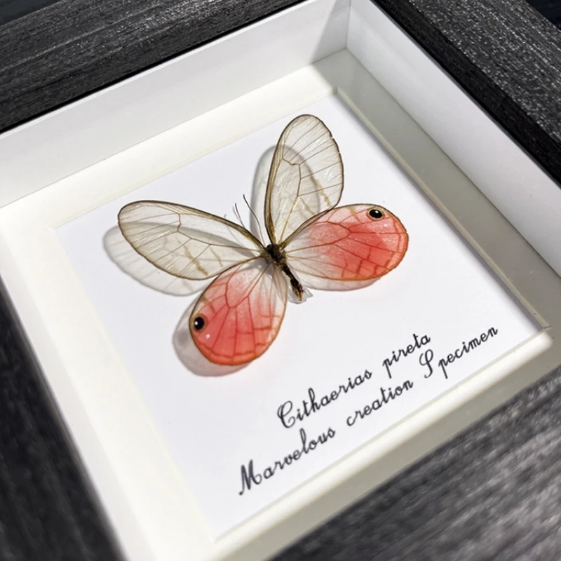 玫瑰水晶蝶粉色蝴蝶标本摆件客厅餐厅酒柜装饰画展示框送女友礼物