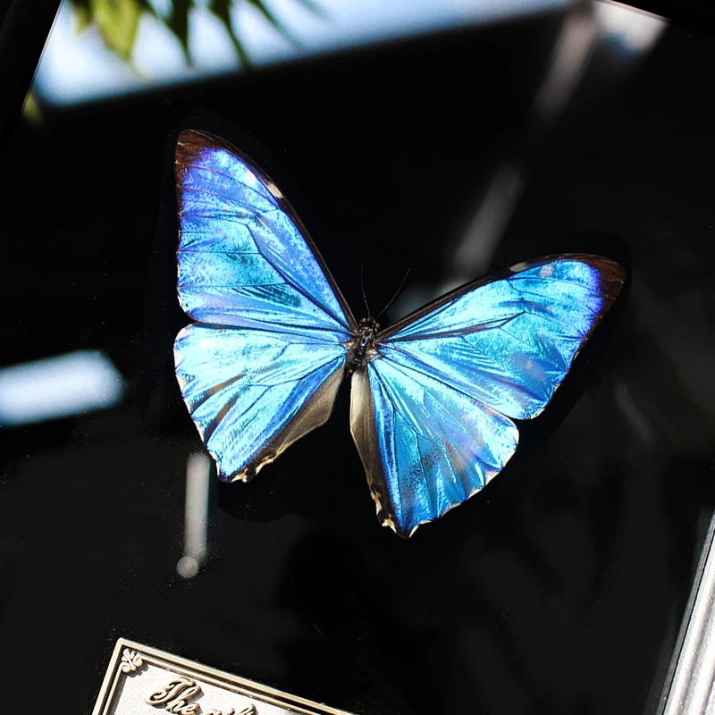 西风闪蝶真蝴蝶标本装饰画摆件  创意家居摆件礼物